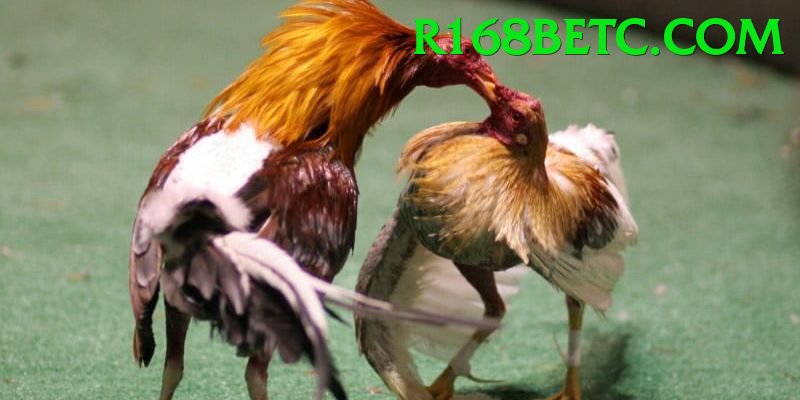 Đá Gà Trực Tiếp - Ưu đãi đặc biệt